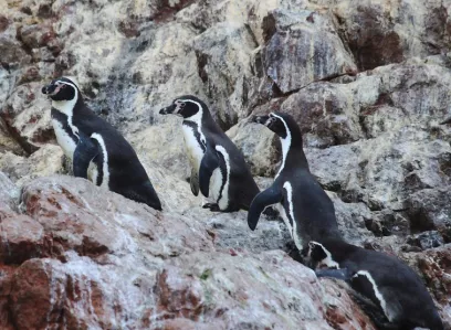 Excursion groupée (in/out Lima) Paracas - îles Ballestas - Huacachina