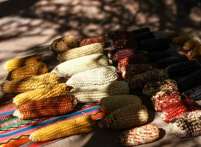 Visite d'un site agricole Atacamène