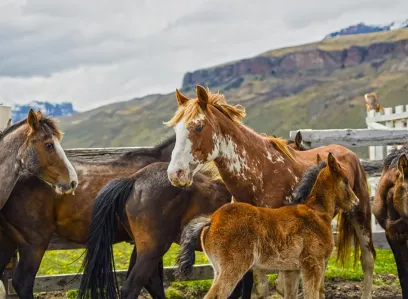 Reiten bei Sierra Baguales (ganzer Tag)