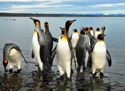 King penguin & Stromatolites