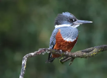 Observation des oiseaux de la région des lacs