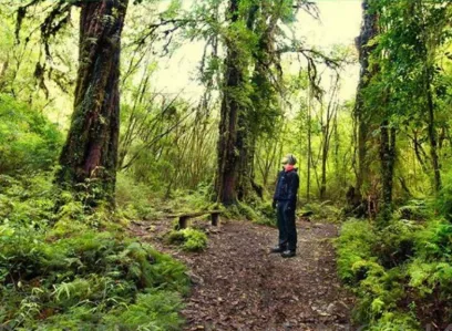 Caminata interpretativa en el Parque Nacional Alerce Andino