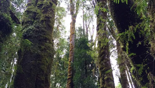 Forêts, lacs et volcans du Chili - Autotour