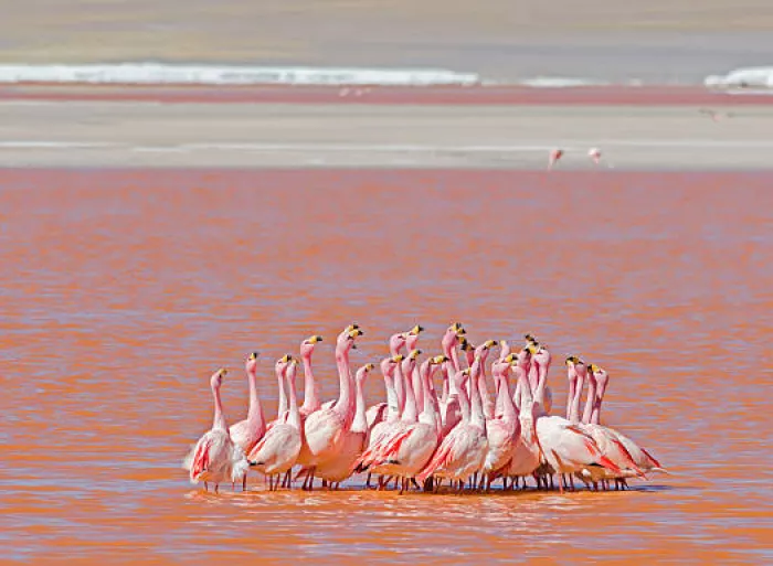 Laguna Colorada – Você sabia que existe um lago vermelho gigante na Bolívia?